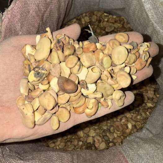 楚雄市蚕豆，次豆，筛选次级品，
