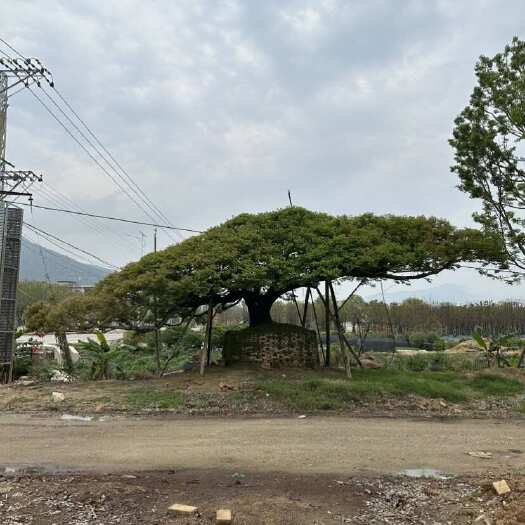 漳浦县全冠朴树 丛生朴树 树苗 袋苗 福建 移植苗 假植苗 出售