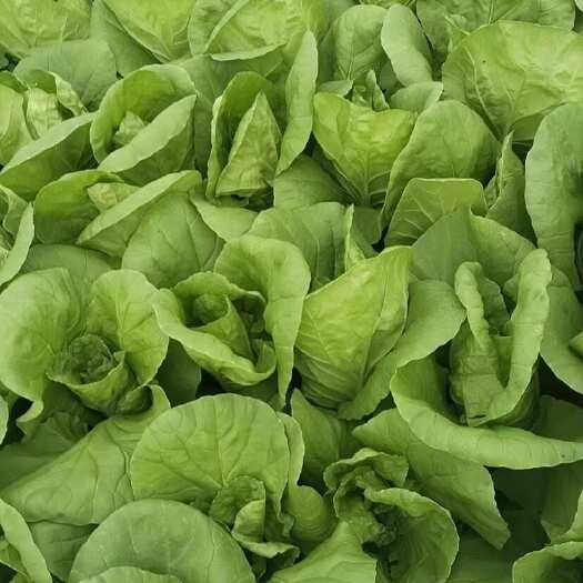 清徐县快菜大量上市