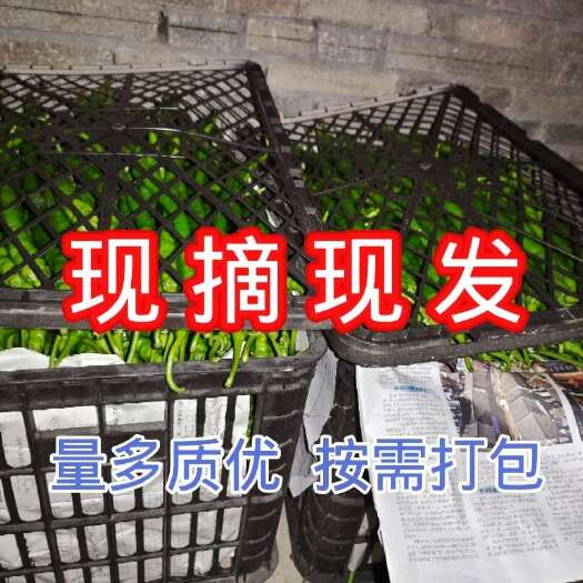 云南腾冲新鲜线椒 当日采摘发货 非转基因绿色蔬菜