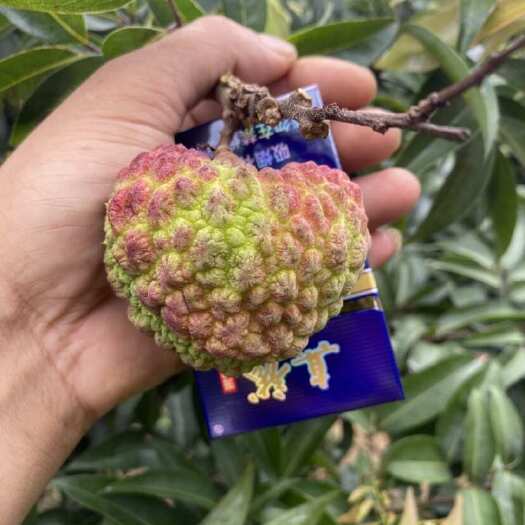 灵山县荔枝王