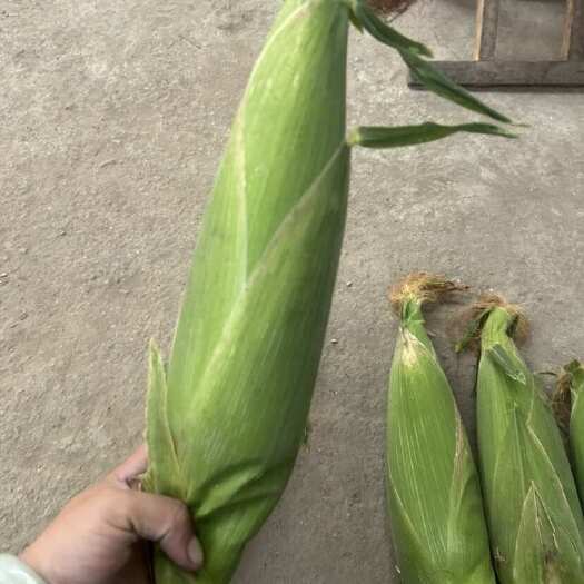 淄博糯玉米，主要有白，黑，花，黄