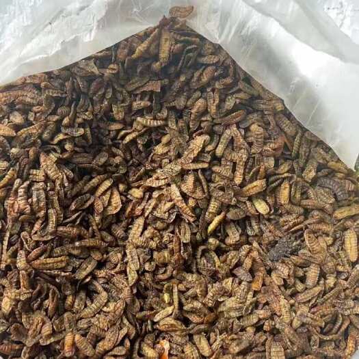 佛山黑水虻蛋白虫代替饲料养殖鱼