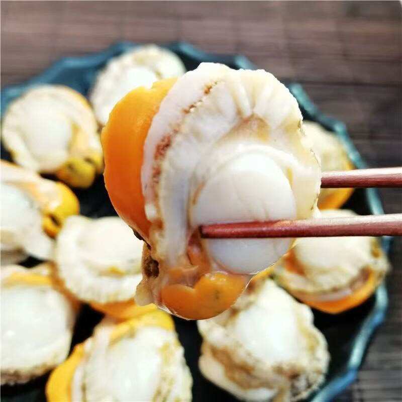 大连金州新鲜栉孔扇贝水产批发供货稳定品质佳