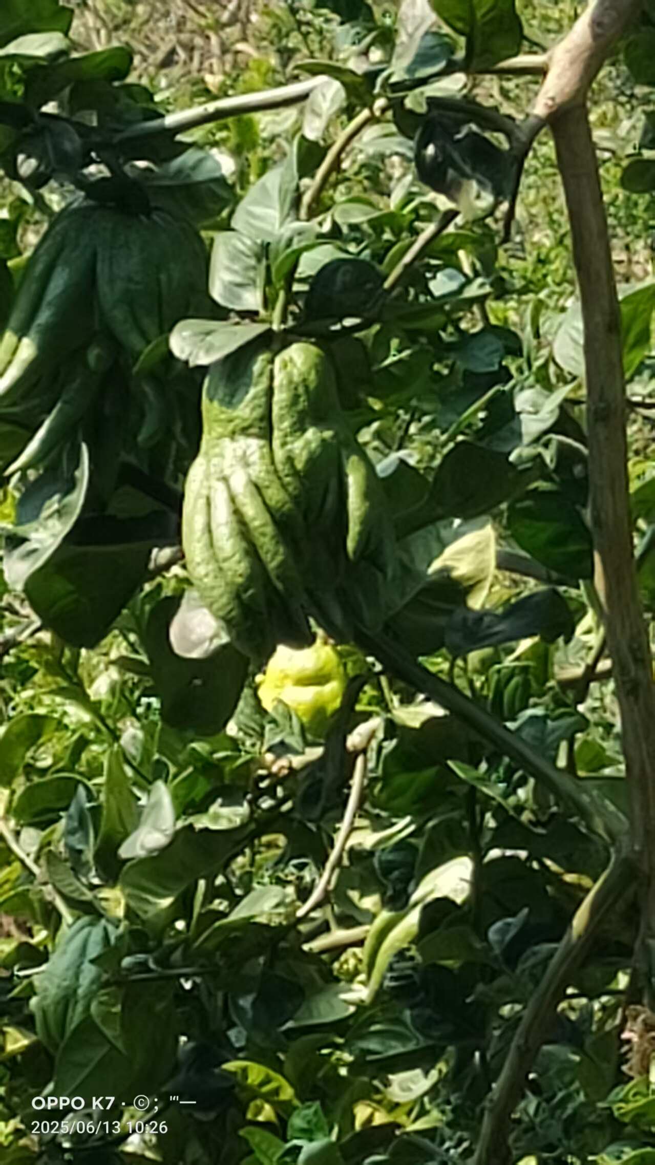 大量供应佛手通货