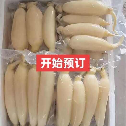 桓台县马踏湖白莲藕水果藕基地支持全国冷链物流发货，