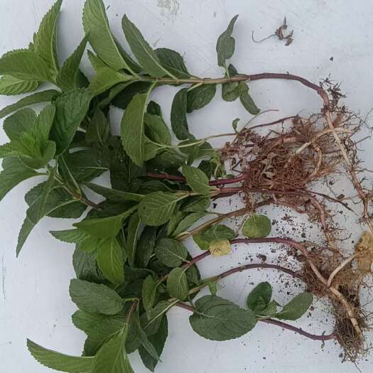 唐河县可食用薄荷盆栽薄荷叶室内绿植驱蚊植物薄荷盆栽可食用薄荷大苗