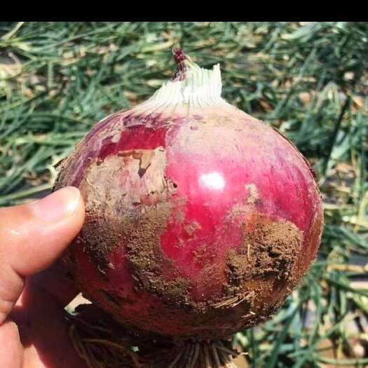 惠民县红皮球形洋葱