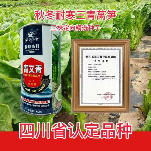 沭阳县耐寒三青莴笋种子种都青又青莴笋种子