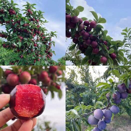枣阳市八宝丹 大量出售  量大从优！