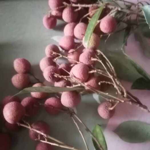 南宁荔枝