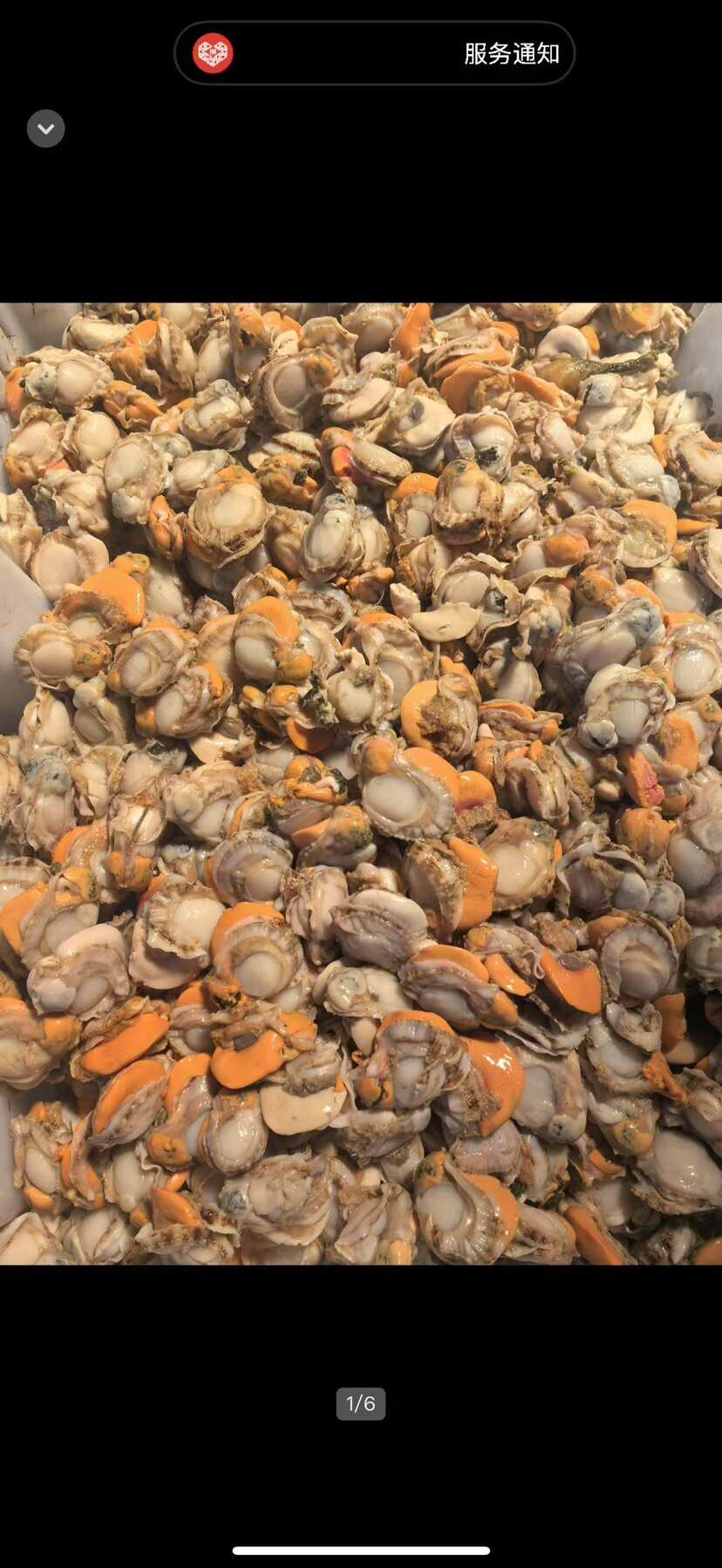 大连金州新鲜栉孔扇贝水产批发供货稳定品质佳
