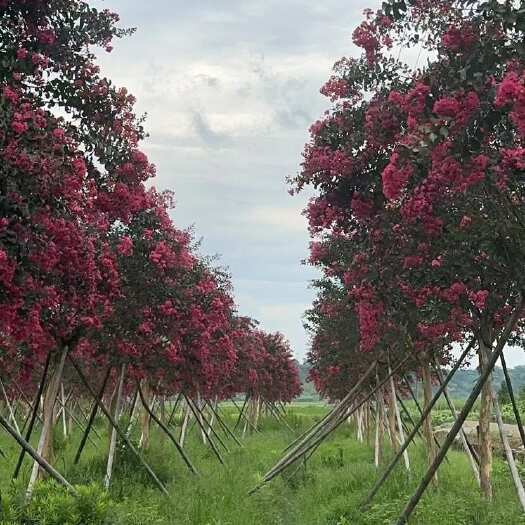 嵊州市美国红叶紫薇  出圃各种规格大小美国