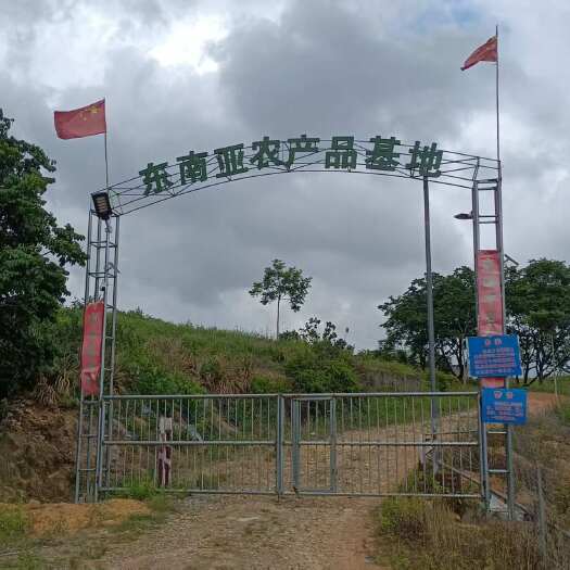 惠来县广东葵潭老树桂味糯米糍