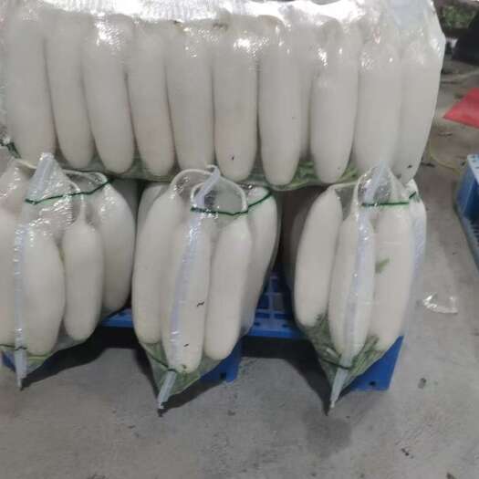 榆林定边白萝卜大量供应，规格齐全，售后无忧