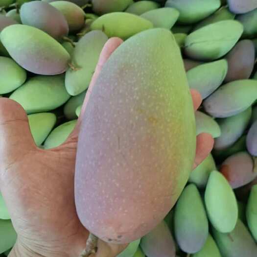 南宁广西百色贵妃芒 单果3-5量起 ，大量可谈，支持一件代发