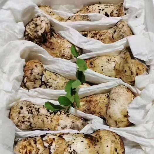 小金鲜松茸（每年7-9）月当天采摘当天发货