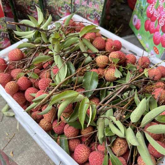 深圳桂味