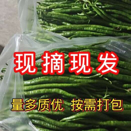 腾冲市云南腾冲新鲜线椒 嫩绿细长口感佳 当日采摘现发
