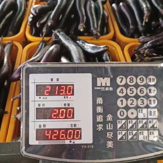 重庆市长寿区新鲜采摘茄子批发供应，自己一百多亩菜地种的茄子，量大，
