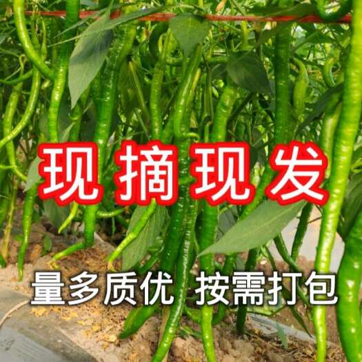 腾冲市云南腾冲新鲜线椒优质蔬菜辣椒批发零售