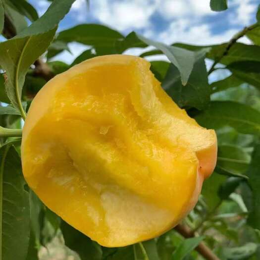 芮城县黄金蜜4号