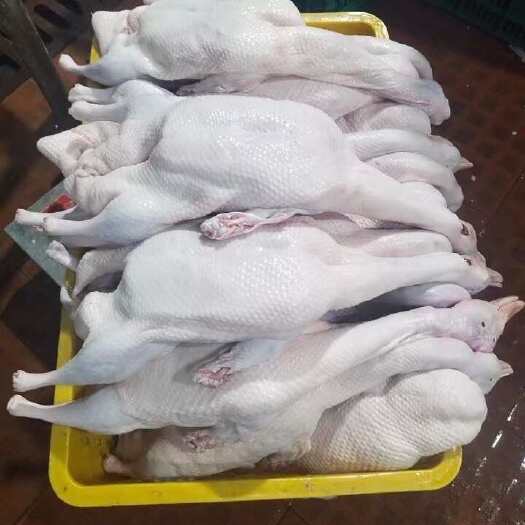 佛山广东白鸭白条鸭2只起发樱桃鸭番鸭麻鸭烧鸭专用新鲜现杀批发商用