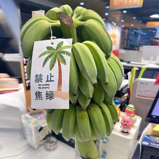 南宁【网红版焦绿系列】整串香蕉水培观赏和食用办公室桌面禁止焦绿