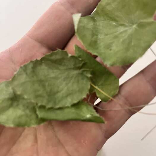 陇南高含量小园叶淫羊藿