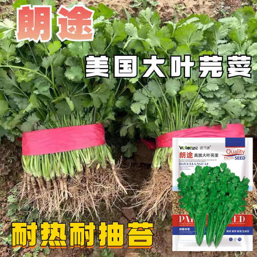沭阳县美国引进大叶香菜种子芫荽种籽耐热耐寒耐抽苔株形直立四季播种子