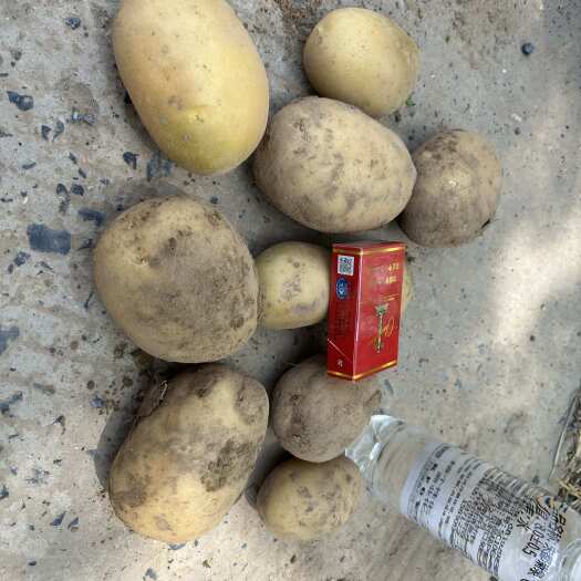 开封黄心土豆