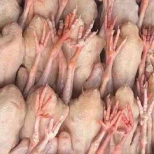 清远广东清远新鲜肉鸽供应 清城区直达优选鸽子批发