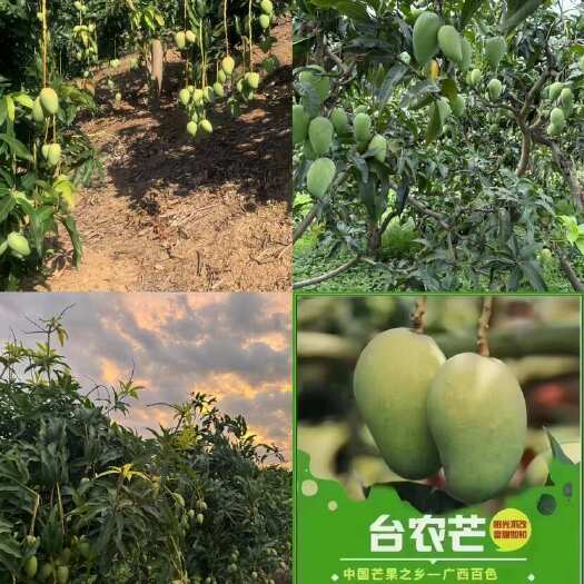 百色广西百色田阳台农芒 单果50-80g 市场果普通纸箱包装