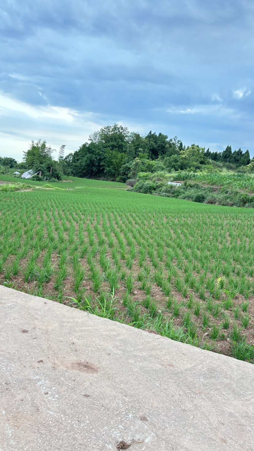 中叶白根香韭菜