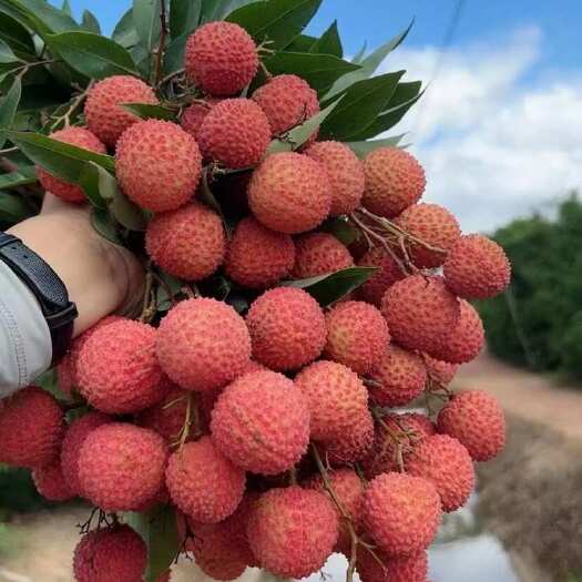 饶平县潮汕桂味荔枝新鲜现摘现发原产地