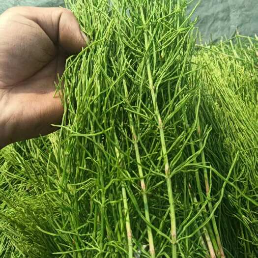 吉林双辽优质接骨草中药材 全草类草药批发零售