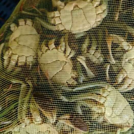 淮安江苏新鲜六月黄 江苏淮安直发货