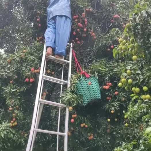 广州增城荔枝优质品种桂味​现摘现卖，最新鲜的果