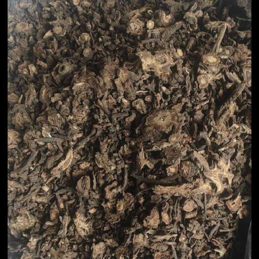 安国市羌活  干货羌活中药材！欢迎选购！量大从优！