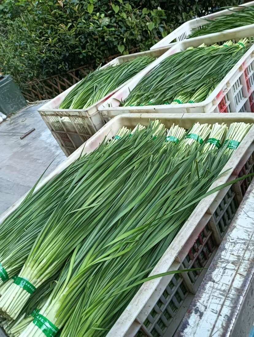 中叶白根香韭菜