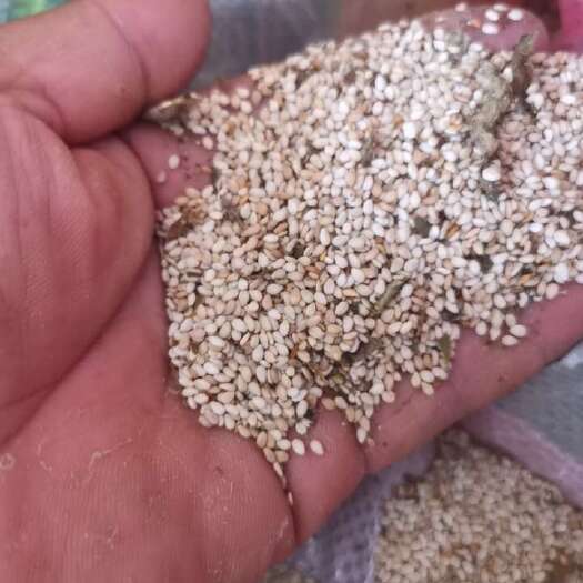 泗洪县一千多斤白芝麻