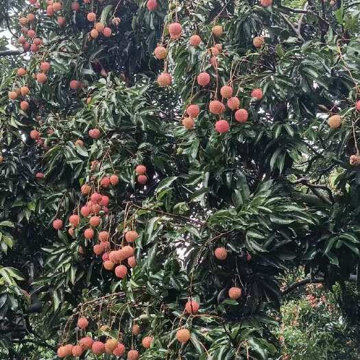 广州广东广州增城新鲜糯米糍荔枝现摘现发口感香甜软糯核小肉厚