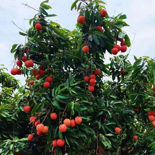 灵山县桂味荔枝