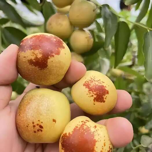 【顺丰快递】当季大荔冬枣优选孕妇大枣原产地渭南鲜脆可口甜枣