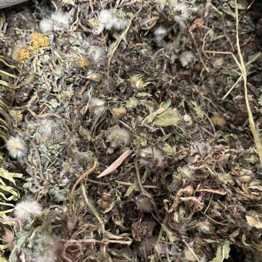 鹤壁河南纯高含量头茬蒲公英，产地直发！