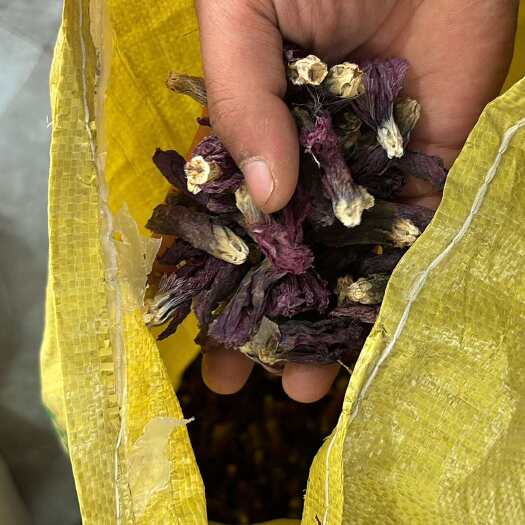 鹤壁蜀葵花，无农药，今年新货！