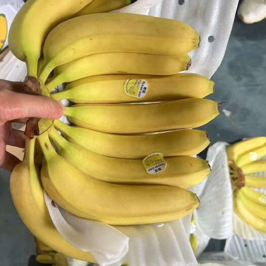 菲律宾精品二黄蕉，规格456。，保质保量，可全国发货。