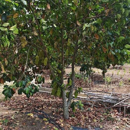 海南直发新鲜榴莲蜜热带水果整箱现摘现发甜香软糯