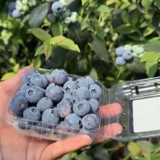 大连庄河蓝莓