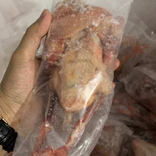 晋州市6-9两花皮乳鸽
